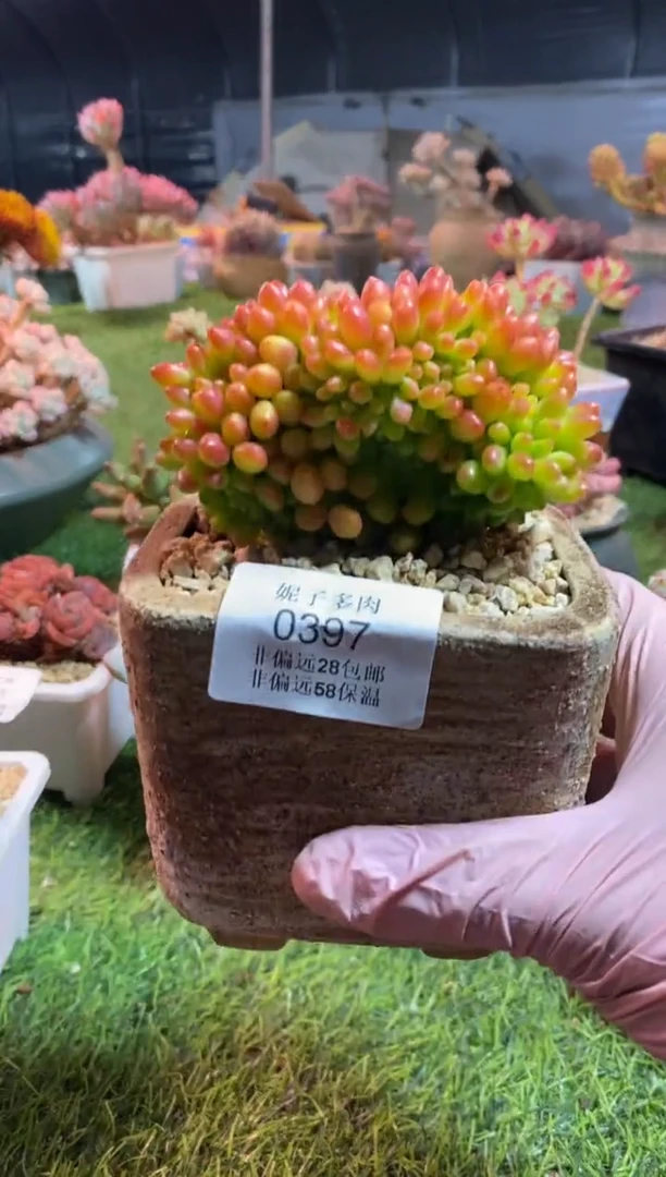 【闪购商品】0397a