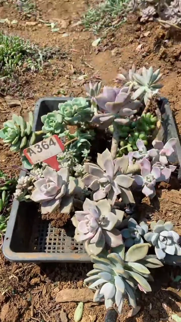A364闪购清风花木兰多肉组合脱土发货
