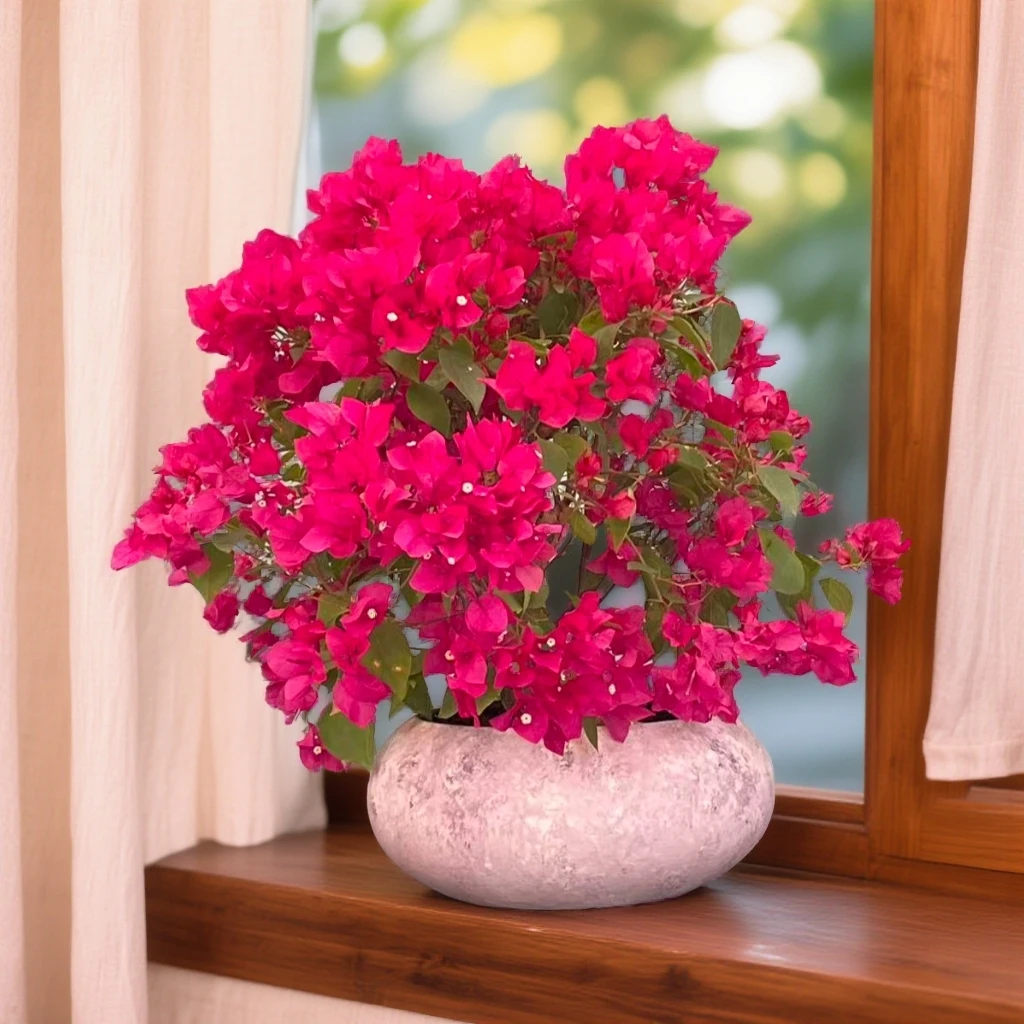 【艺景园海燕】蓝月亮盆景三角梅盆景老桩勤花好养