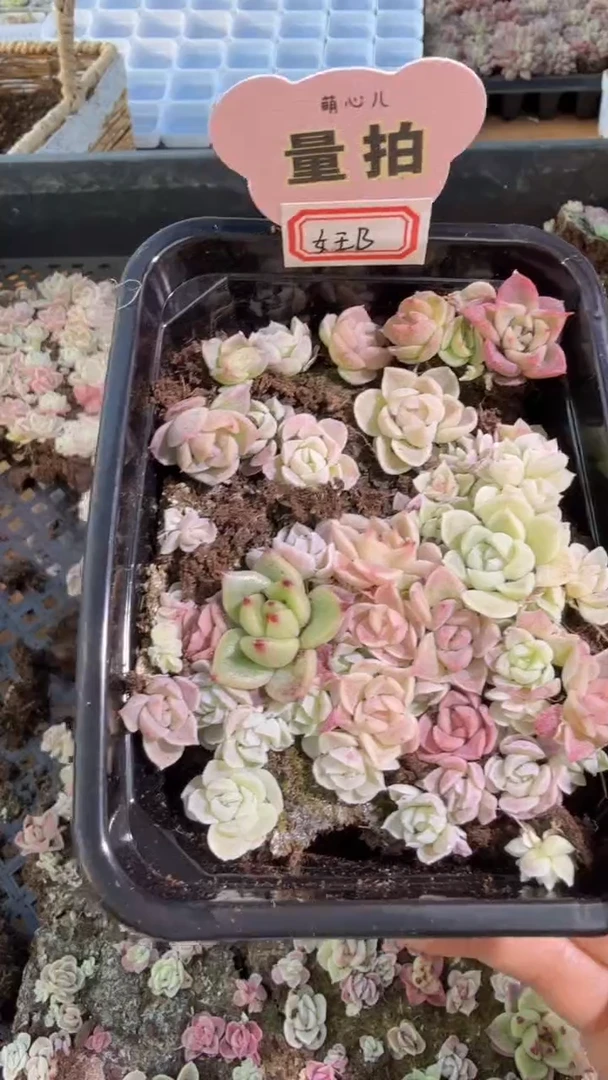 女王B切糕1盒 量拍混发