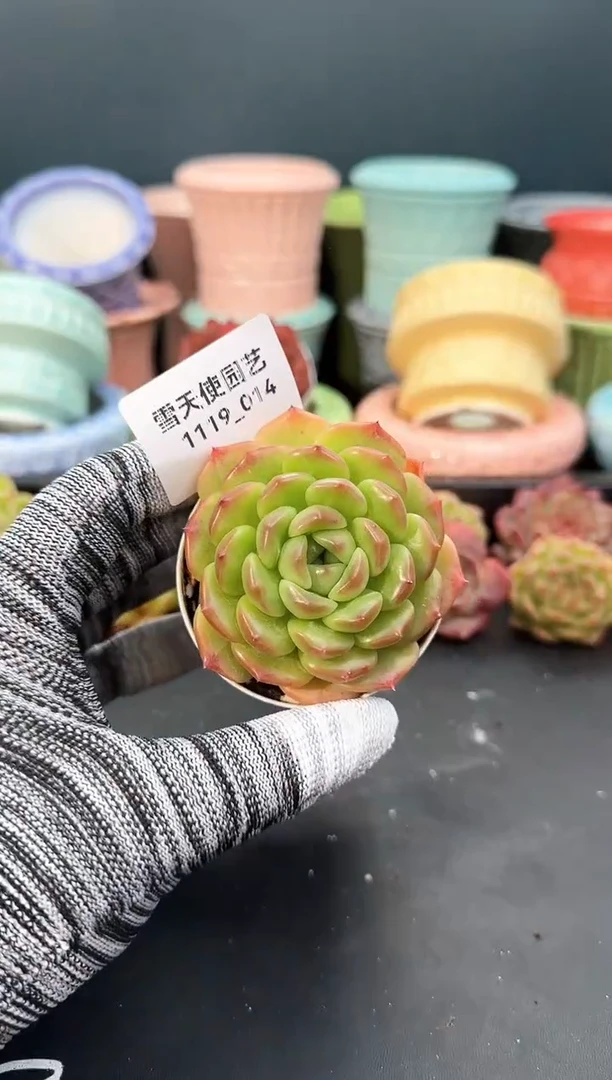 1119-014  青山 （冠幅 5 cm）