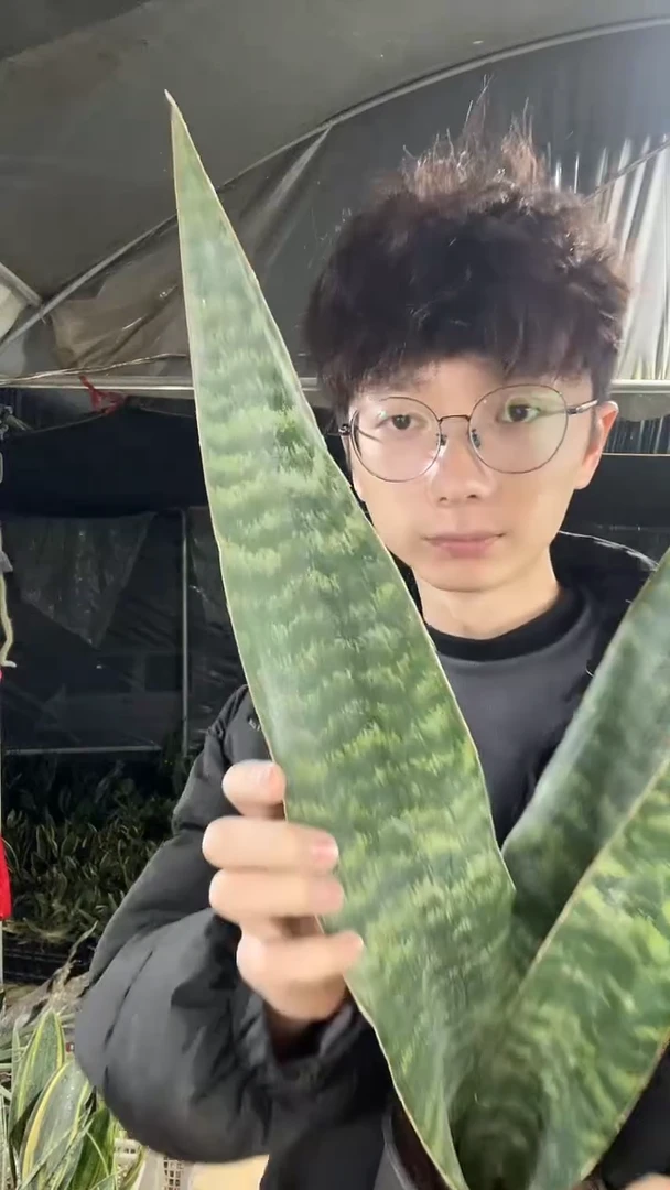 4号一物一拍嘉宝40...