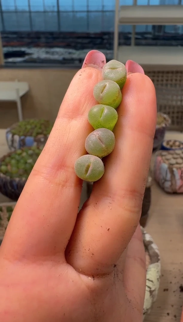 9-212多肉植物肉锥一颗