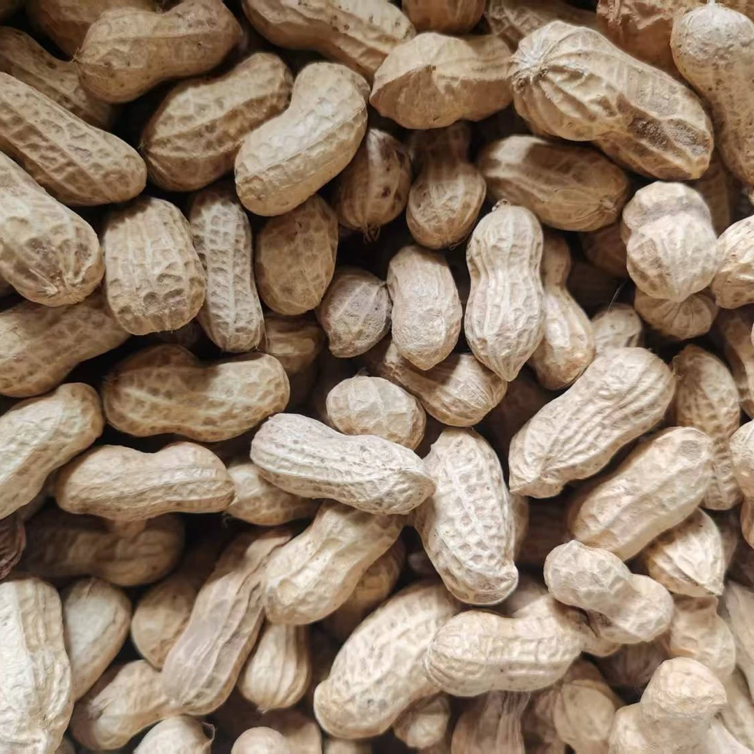 农村自留种2025年四川本地日晒干花生新鲜带壳干货红皮花生