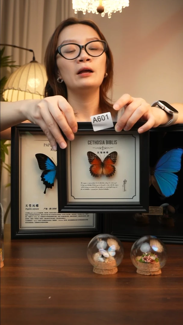 红锯蛱蝶-（6寸方黑色新款框）A601