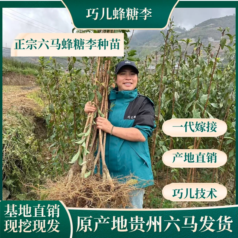 贵州六马蜂糖李正宗蜂糖李苗