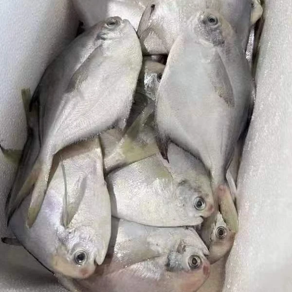舟山新鲜野生鲳鱼