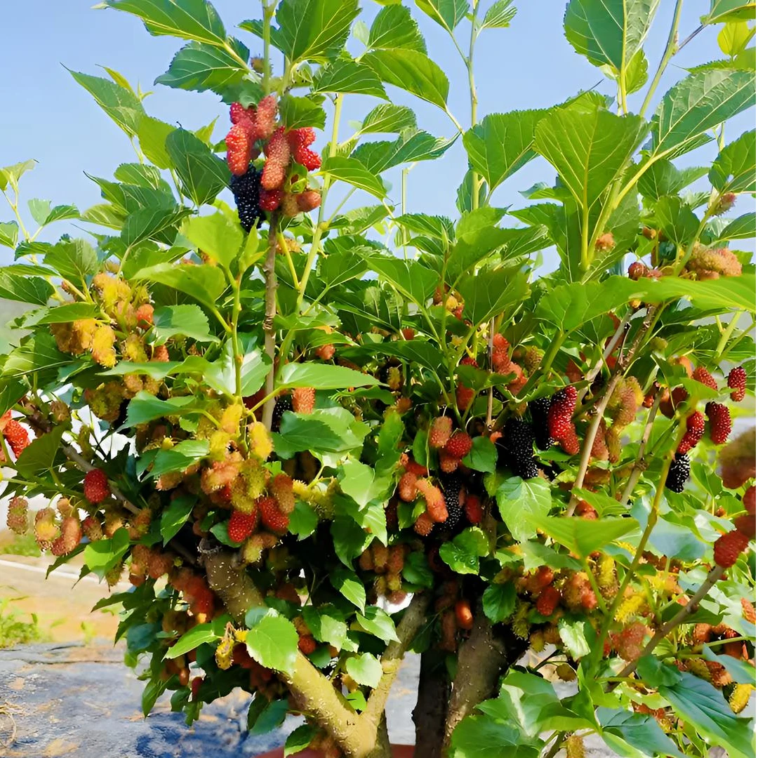 【水果桑葚】四季结果水果桑葚超爱结果露天苗盆栽地栽庭院阳台种植