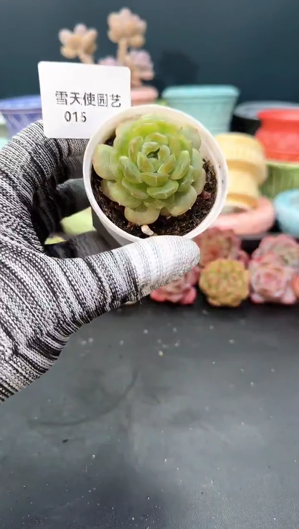 015 青山 （冠幅 5 cm）