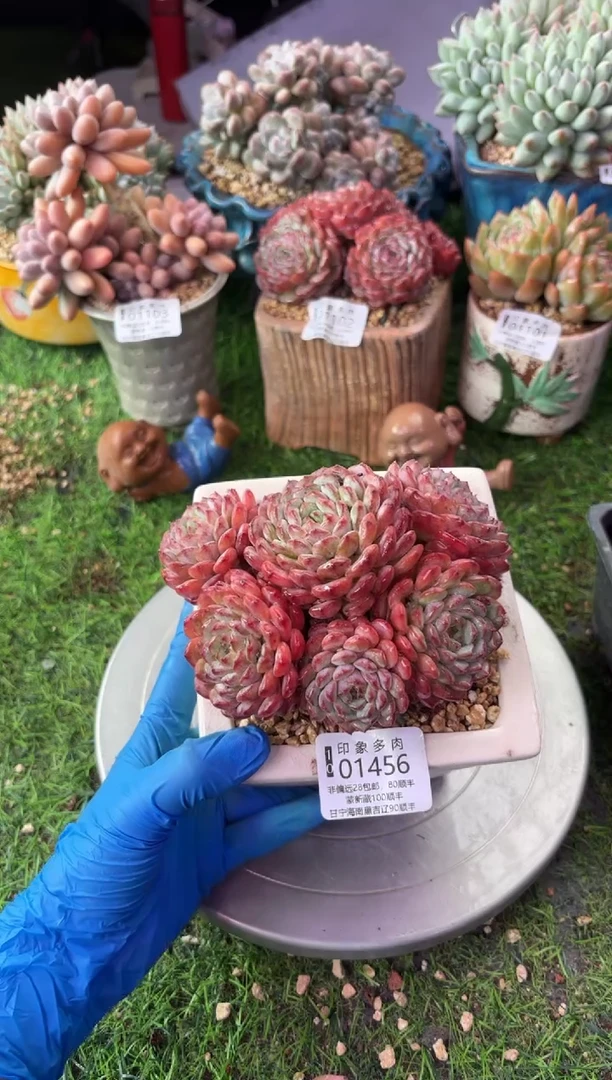 昆明印象多肉01456