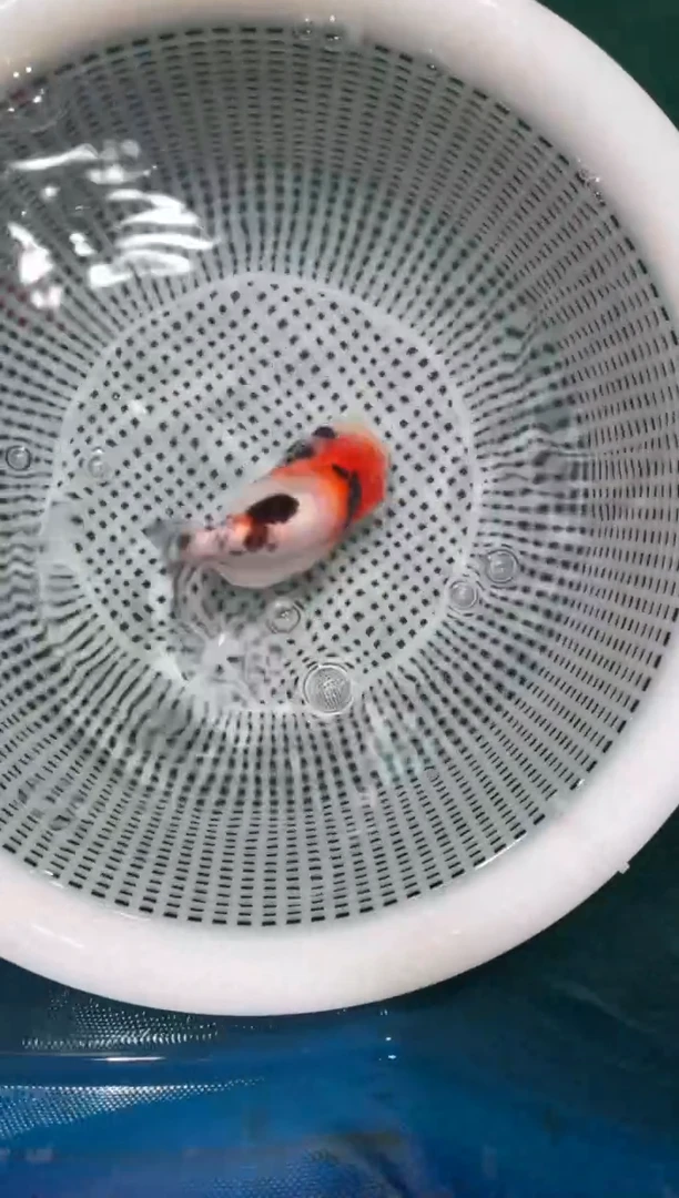 金鱼拍30元包装顺丰包邮