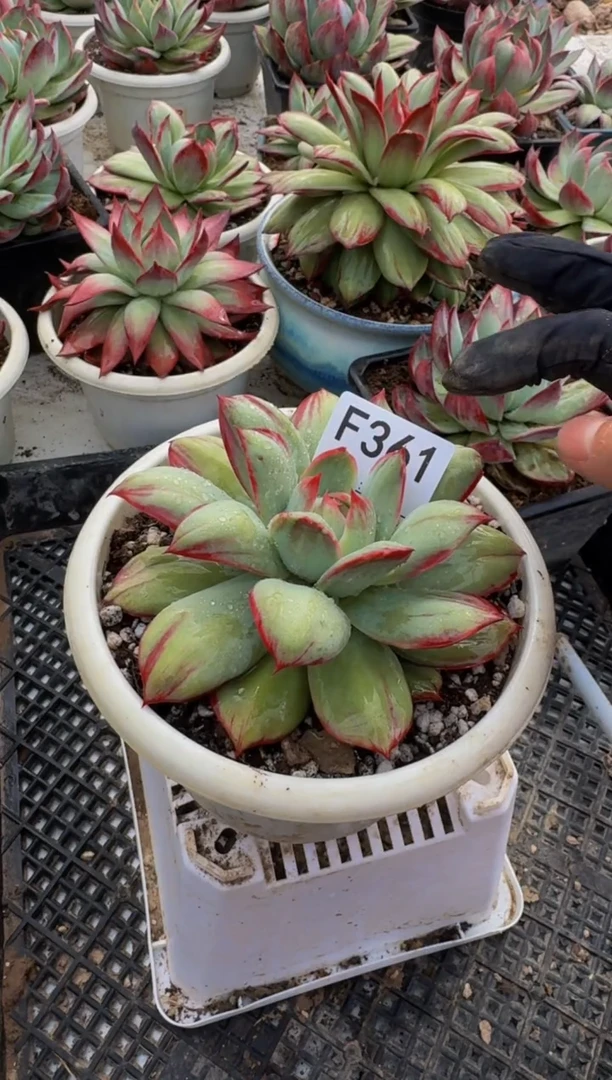 F361惊鸿仙子（裸根发货）