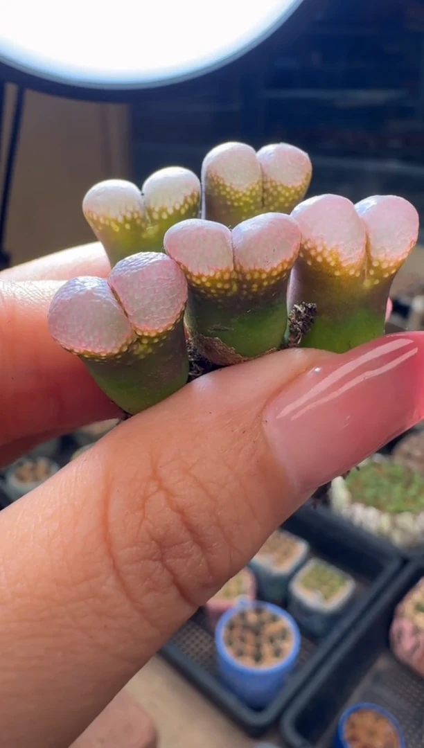 26-32多肉植物肉锥黑眼豆豆风铃一颗