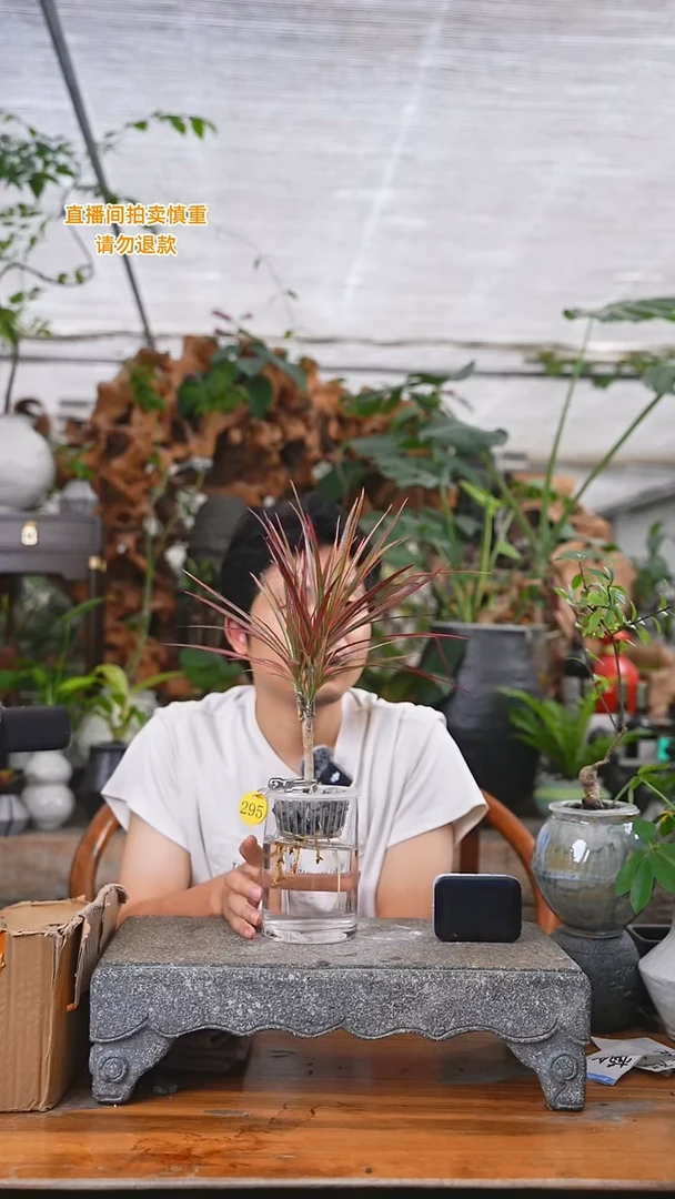 当前无花栽培后可以开花千年木295T