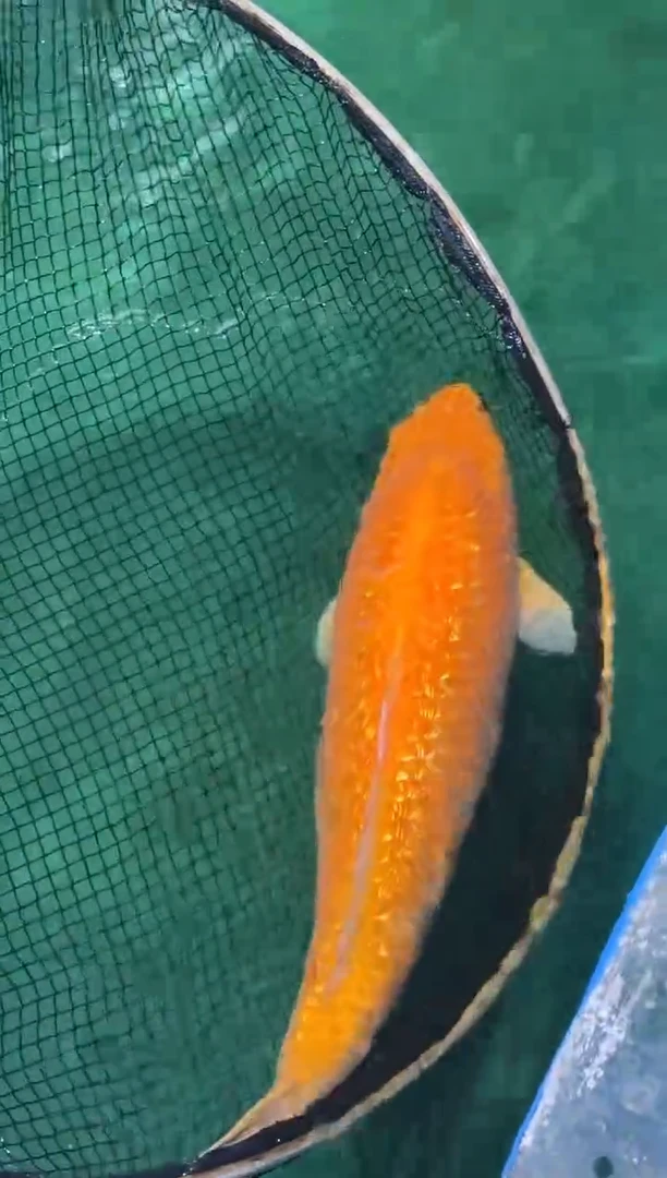 锦鲤佛山金隆锦鲤直播专用闪购链接，不支持7天无理由退货退款