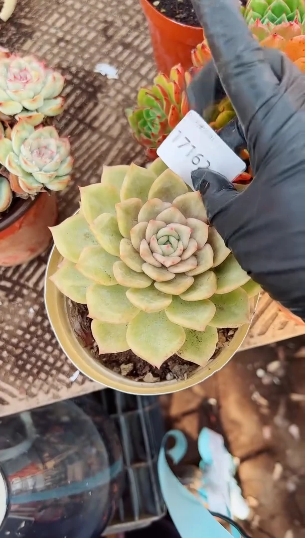 平**℡多肉植物一物一拍17162