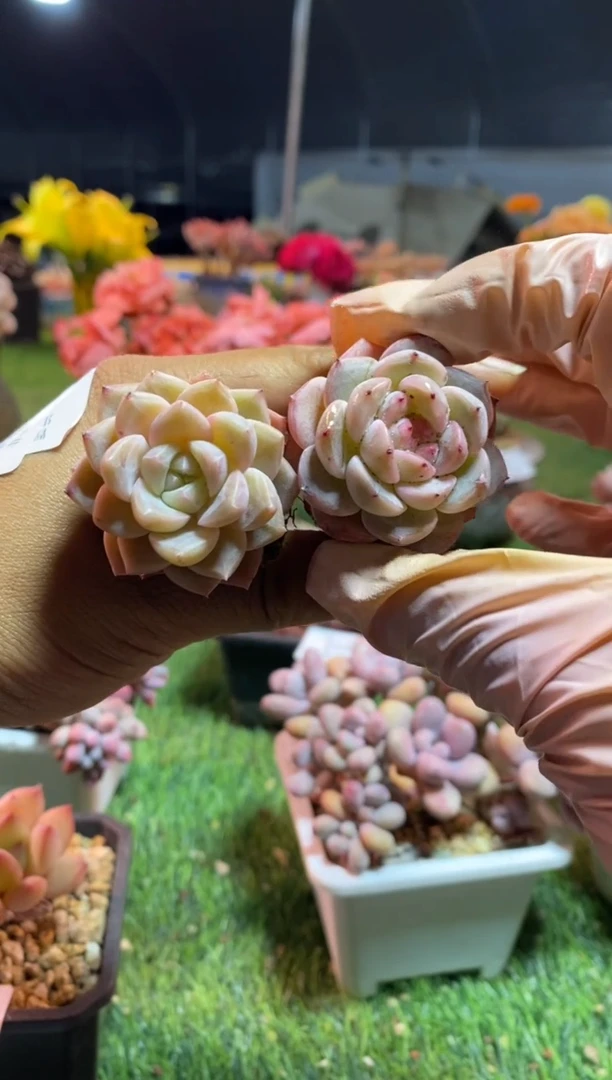 【闪购商品】wwwwww