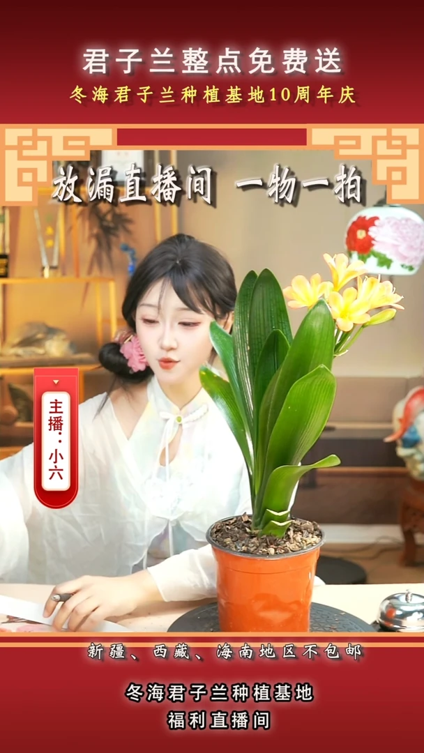 当前无花朵，栽培后可花朵用****6君子兰