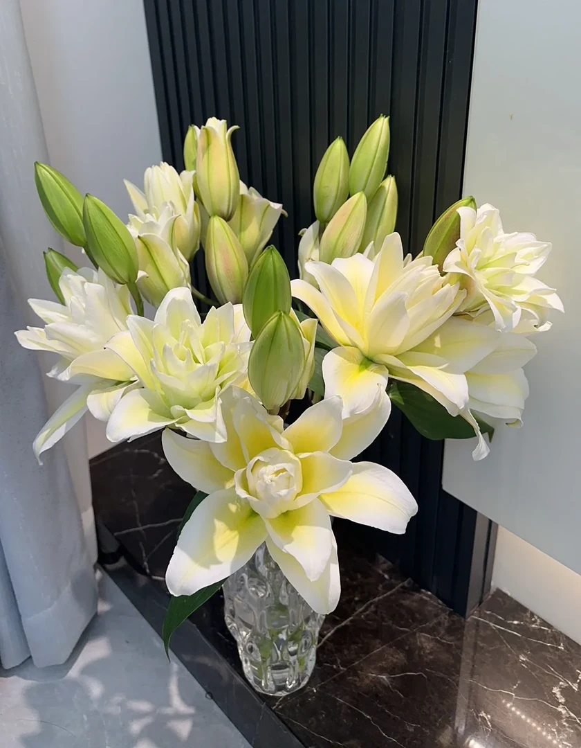 云南木木花卉伊凡娜 稀有重瓣百合 小众精致办公室客厅家居装饰