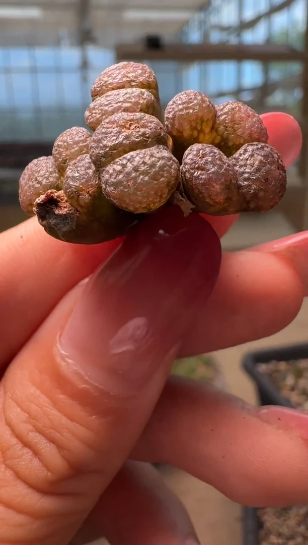 3-95多肉植物肉锥