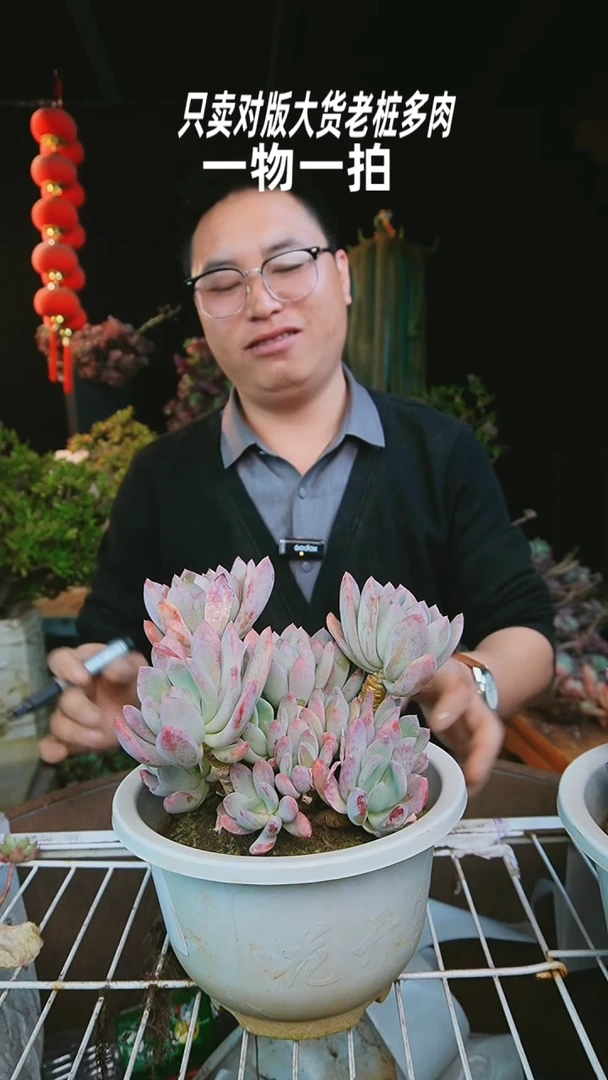 【闪购商品】灰姑娘46号