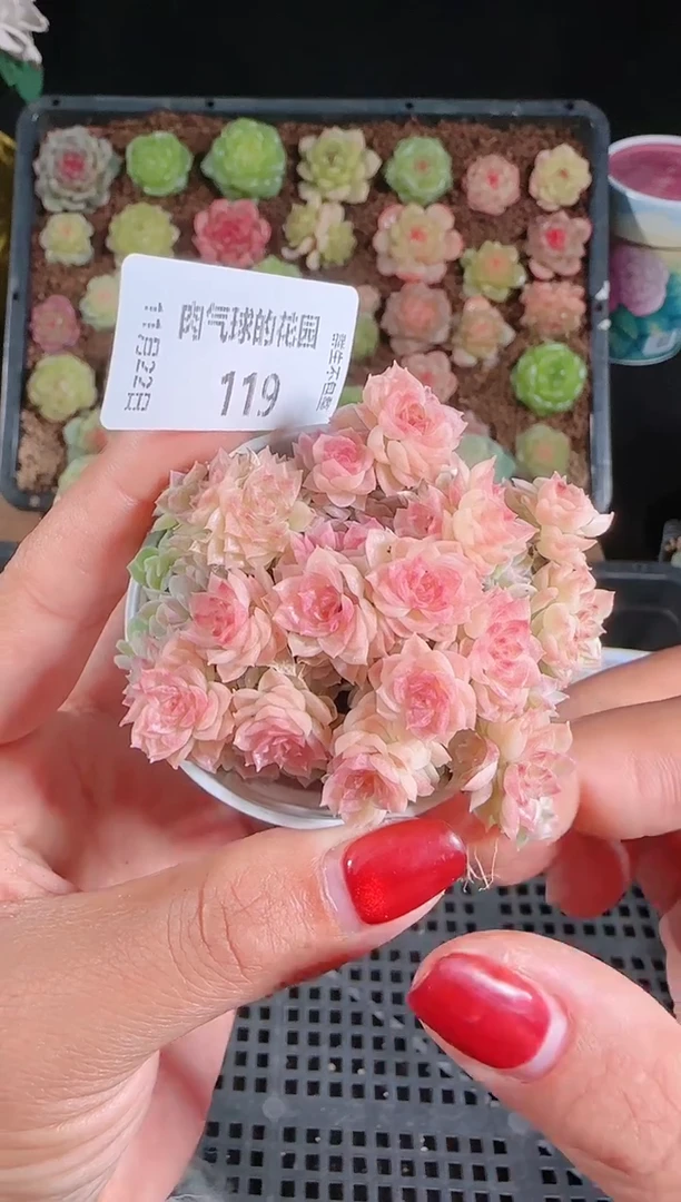 1122-119群生不包整