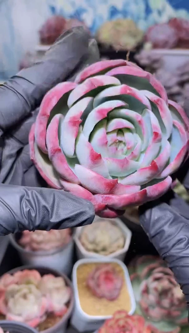 【闪购商品】279惊鸿仙子