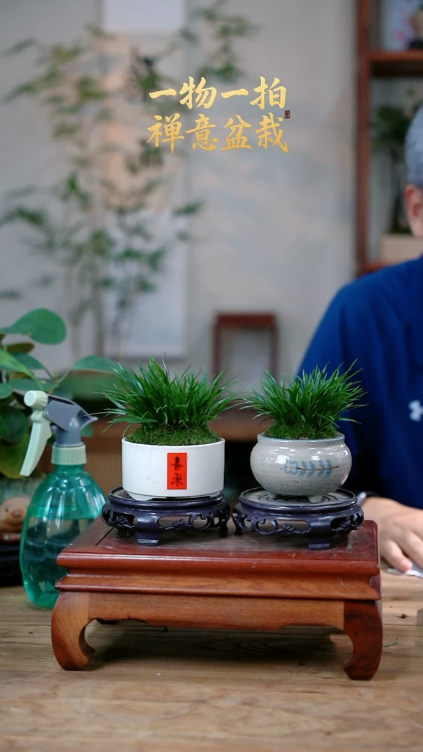 不开花植物陈*帅菖蒲2个185