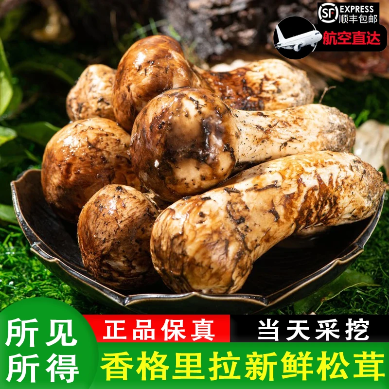 香格里拉野生新鲜松茸滋补送人佳品