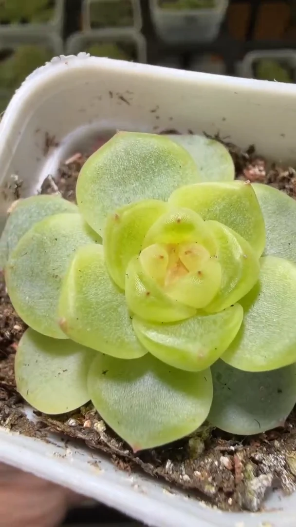 1794  208多肉植物