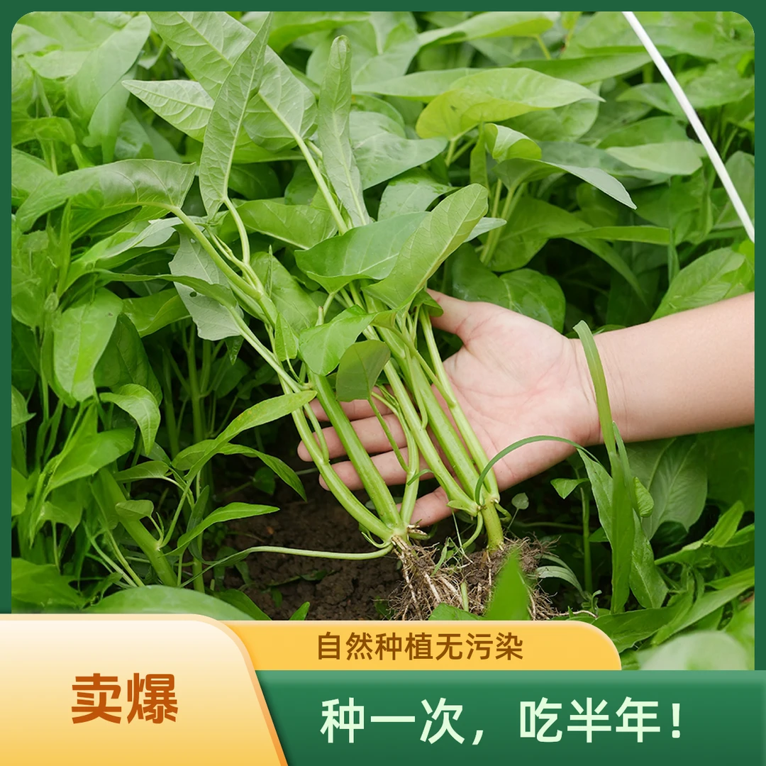 三叉空心菜秧苗带根活苗大叶水培青菜苗四季阳台盆栽地栽苗抢先种