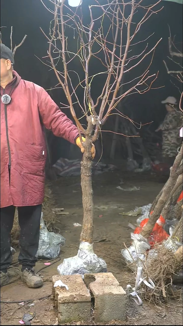 完全开放枣树004