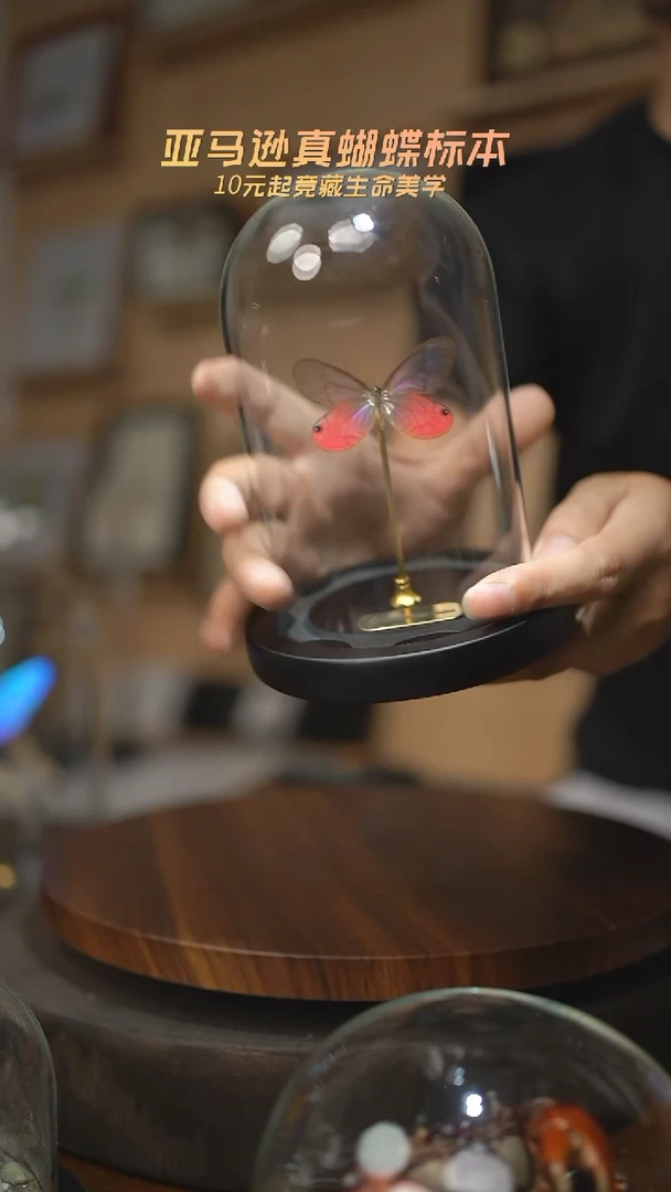 有机玻璃玫瑰绡眼蝶小号玻璃罩