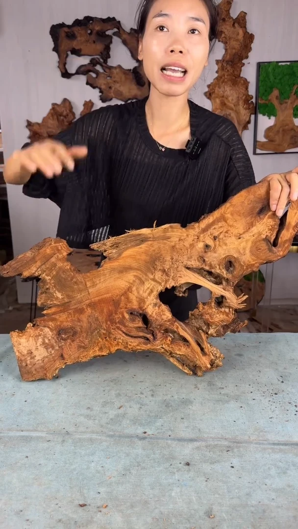 香杉木杉木瘤随型【原料】024