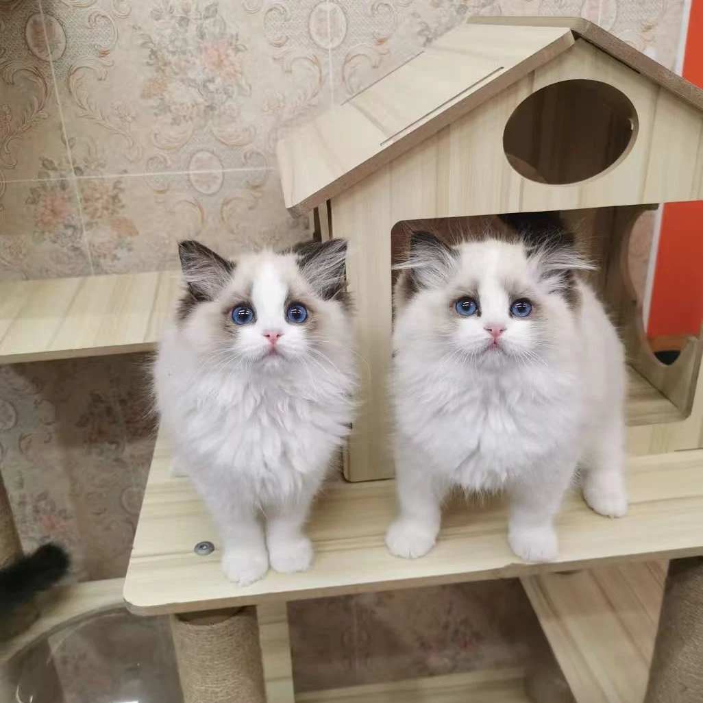 （桃子）T猫咪活体