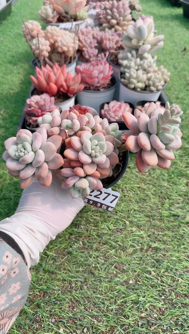 【闪购商品】信服多肉一物一拍