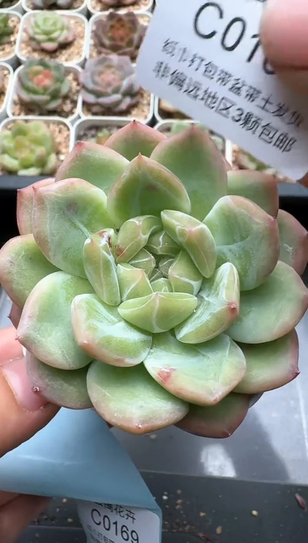 168C云禹多肉植物 带盆土纸巾打包 3颗包邮