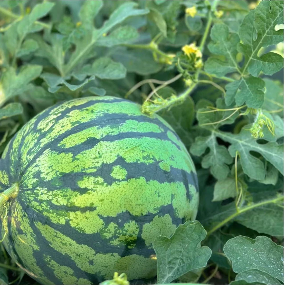 【一颗】好吃的嘉年华西瓜（颗/3-8斤左右）