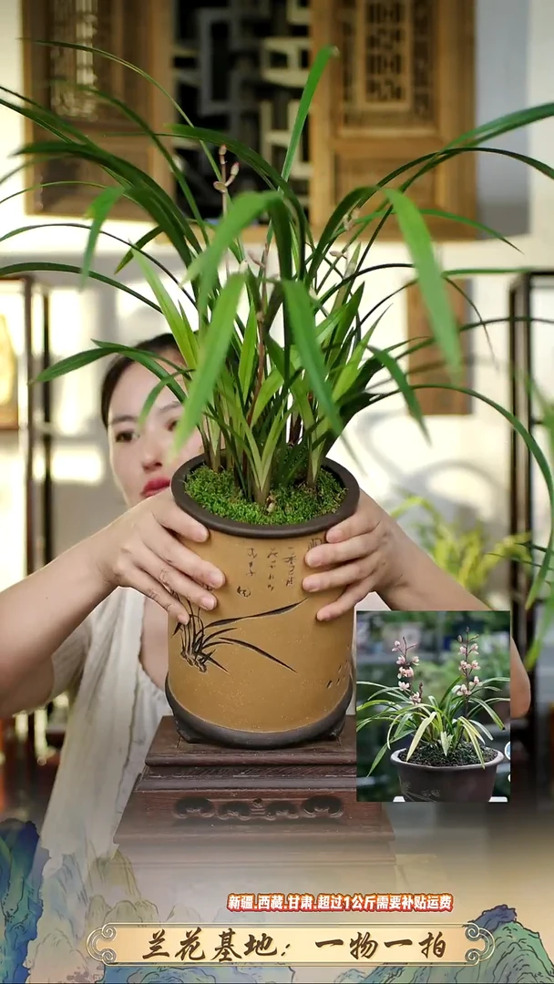 花仙子带紫砂盆1111