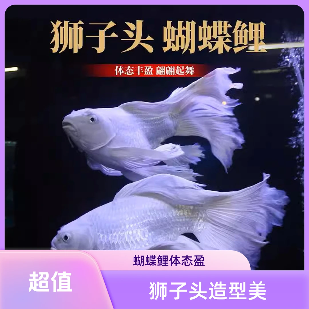 11-13公分狮子头精品台系蝴蝶鲤观淡水好养易养