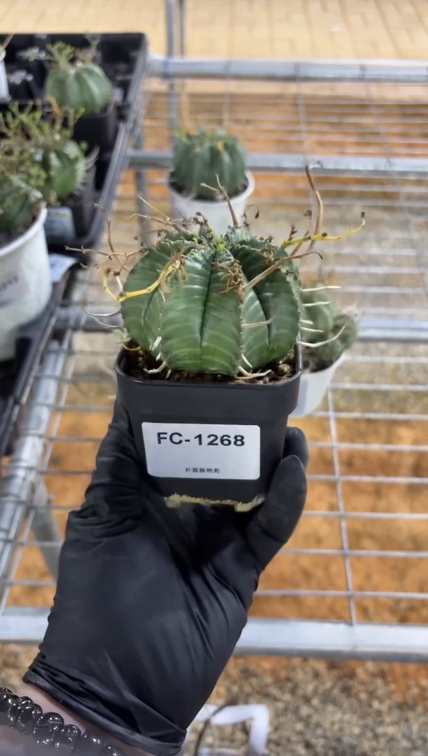 法丽达大戟FC-1268