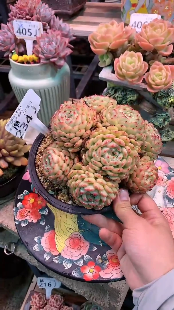 【闪购商品】234JJJ