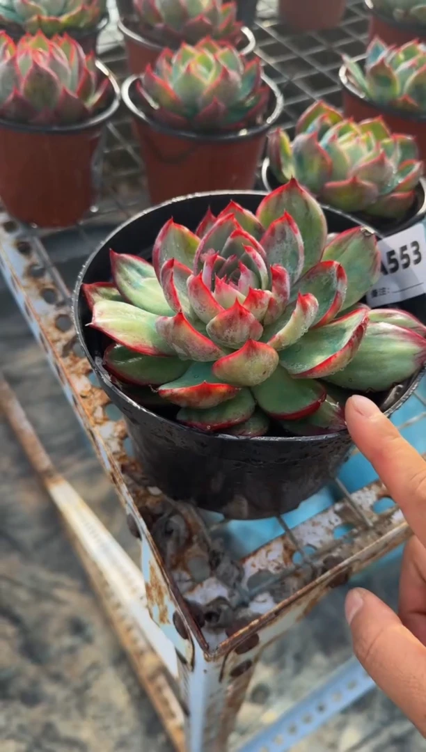 【闪购商品】A553惊鸿仙子（裸根发货）（瑕疵）