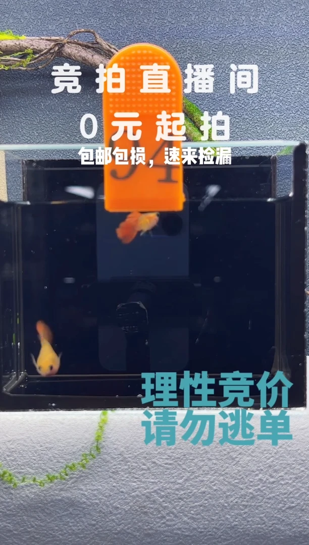孔雀鱼银河红尾红尾一对编号94