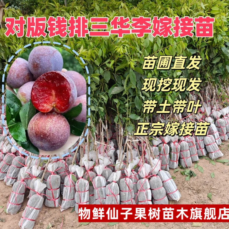 正宗钱排银妃三华李大果树苗三月李子美李子果树嫁接苗基地直发