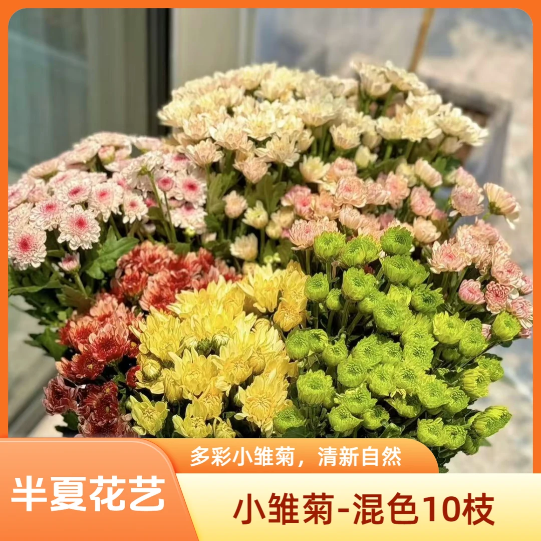 【半夏花艺】鲜切花 草花-小雏菊 混色10枝