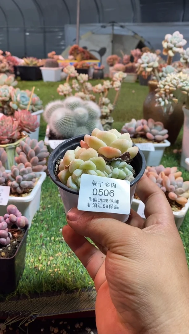 【闪购商品】冰玉0506aaaa