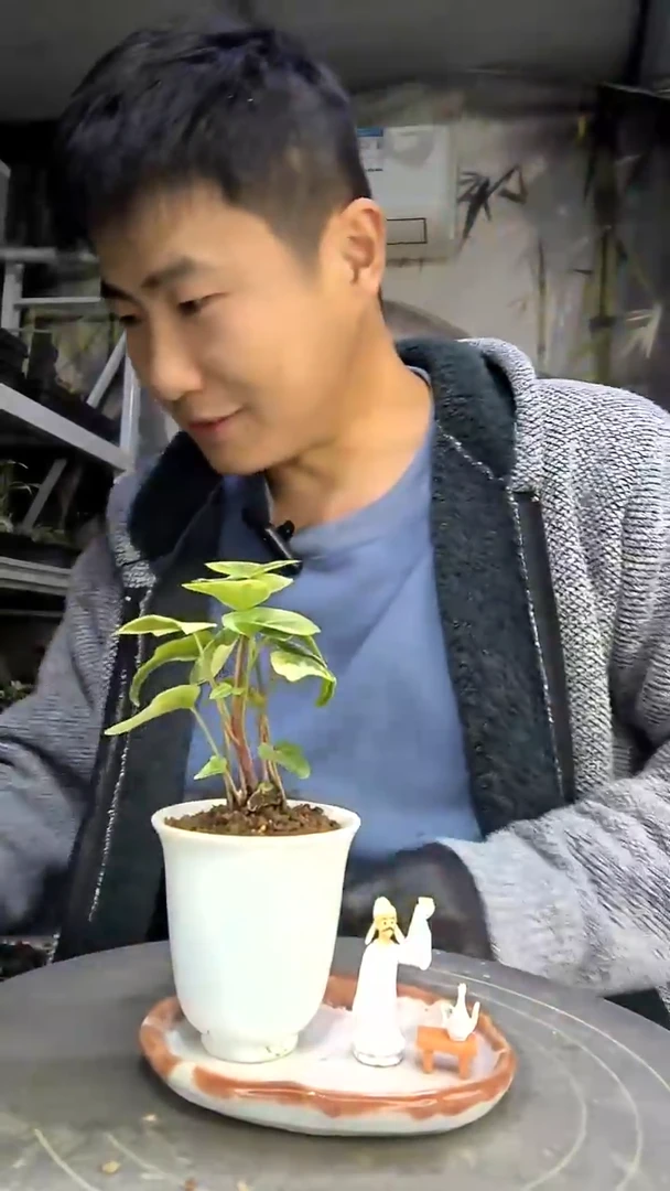 挚***?中青园艺一物一拍花62
