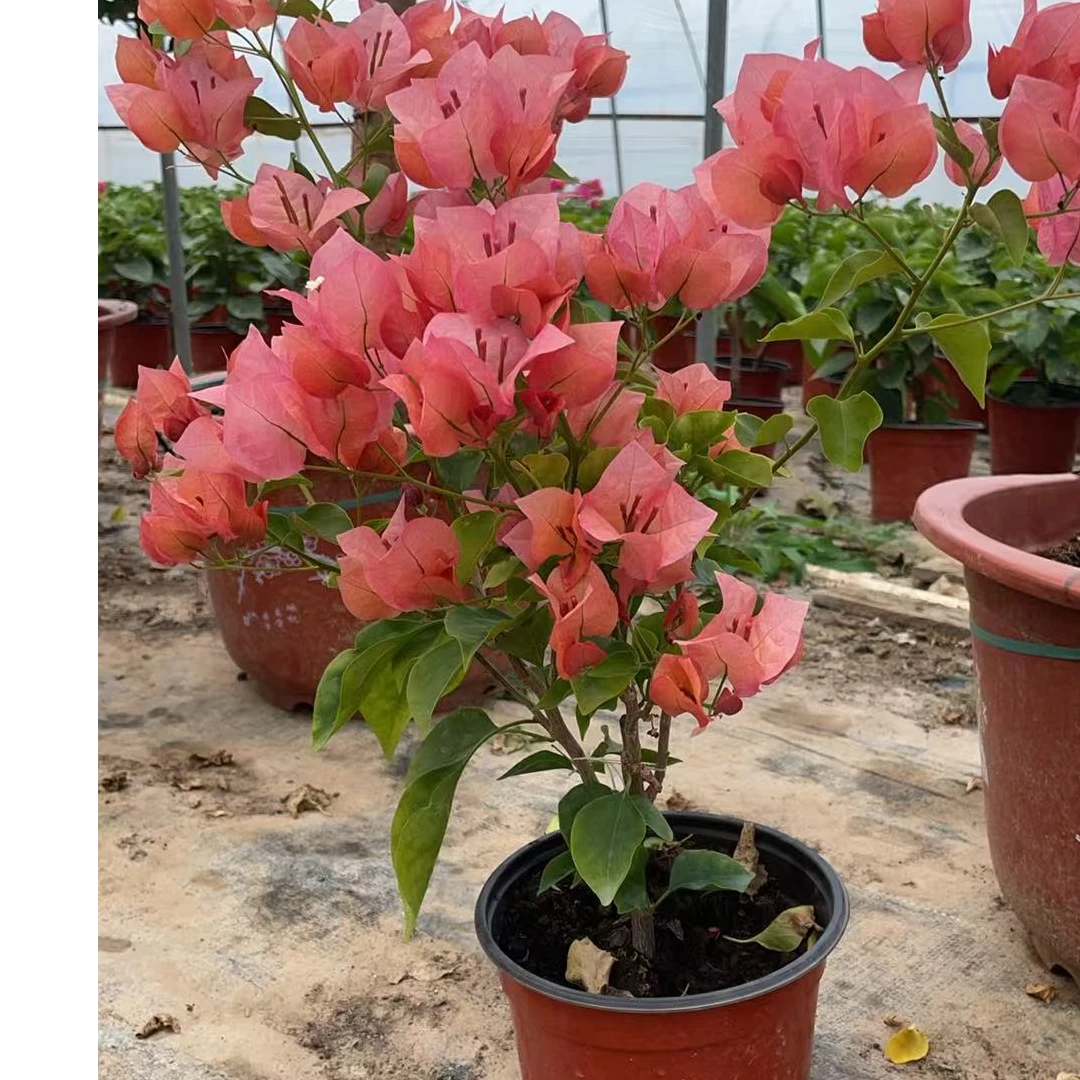 【不甜西瓜】1加仑三角梅勤花系列（运输过程掉花掉叶属于正常现象）