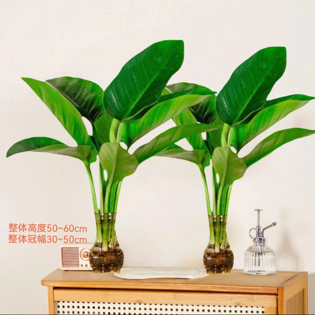拍一发二大王金钻绿公主50-60cm室内桌面夏天美观盆栽好养不带盆
